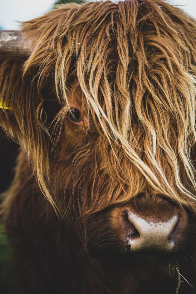 Highland-Feeling in SH: Bestes Rindfleisch von Carstens Highlands