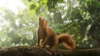 Das Eichhörnchen ist sehr neugierig, aber auch sehr vergesslich. So sorgt es mit seinen Eichelverstecken für die Verbreitung von jungen Eichen.