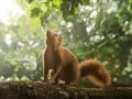 Das Eichhörnchen ist sehr neugierig, aber auch sehr vergesslich. So sorgt es mit seinen Eichelverstecken für die Verbreitung von jungen Eichen.