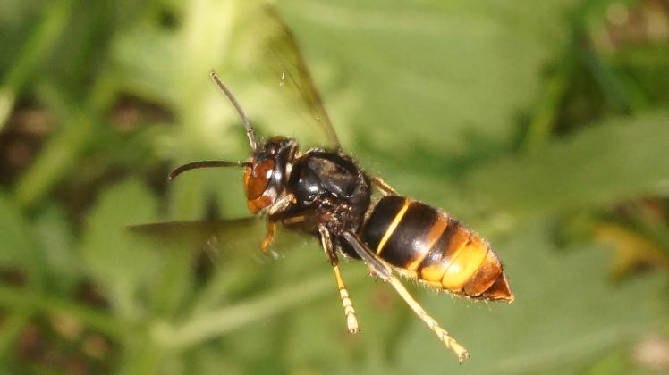 Auf dem Vormarsch: Der neue Feind unserer Honigbiene