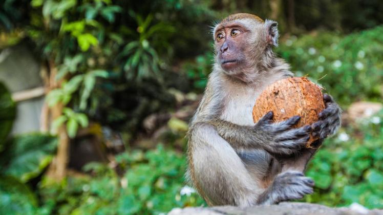 A monkey eating a coconut in tropical forest , 27687300.jpg, coconut, monkey, animal, face, mammal, nature, portrait, pr
