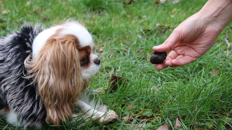 Trüffelsuche mit Hund