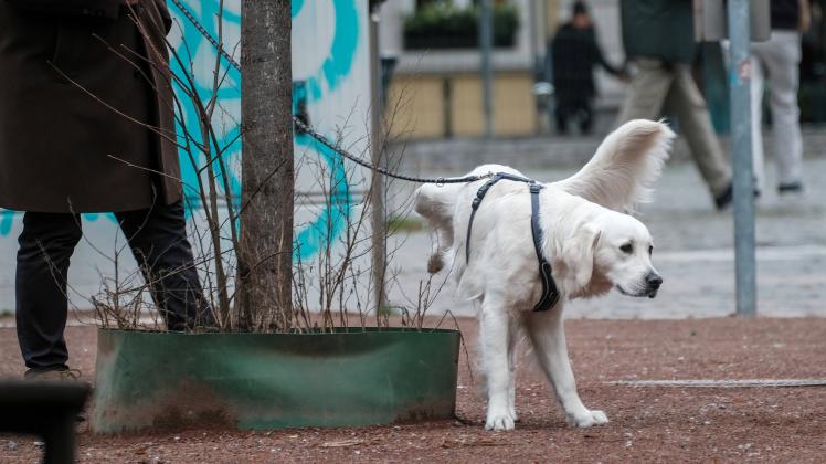 Düsseldorf 30.12.2022 Hunde gassi gehen Gassigehen lange Leine Hundeleine spazieren gehen Gassi-Gesetz Gassigesetz Hund