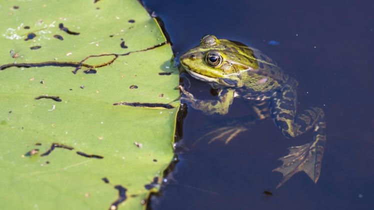 Teichfrosch (Rana esculenta) an Seerosenblatt, Niedersachsen, Deutschland, Europa *** Pond frog Rana esculenta to lily p