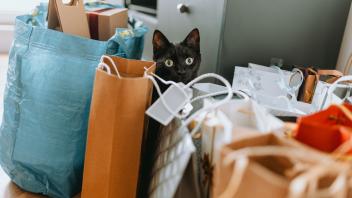 RECORD DATE NOT STATED A closeup shot of a black cat near the shopping bags *** einer closeupe erschossen des einer Schw
