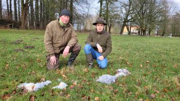 Jürgen Fischer (links) und Samuel von Watzdorf vor einigen Fellbüscheln - Überbleibseln des Wolfsangriffs auf die Schafe des Gutes bei Bad Oldesloe.