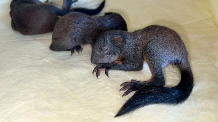 Eichhörnchenbabys