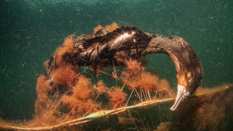 Viele Tiere verenden in den im Meer herumtreibenden Geisternetzen. Hier: ein Kormoran.