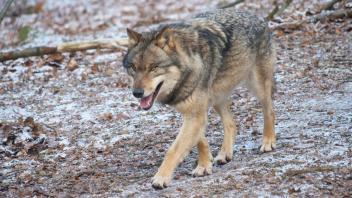 Europaeischer Grauwolf in Aktion Wolf *** European gray wolf in action wolf
