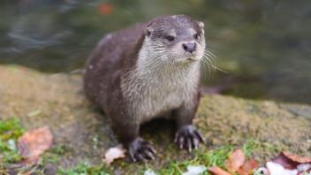 Tiere im Rostocker ZooFoto: Georg Scharnweber
