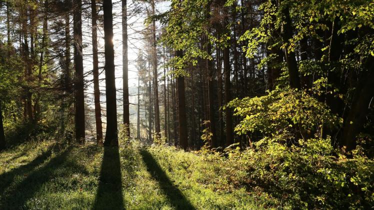 Wald