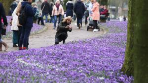 19.03.2023, Husum. Krokusbluete Krokusblüte im Schlosspark Krokus Krokusse --- Foto STAUDT