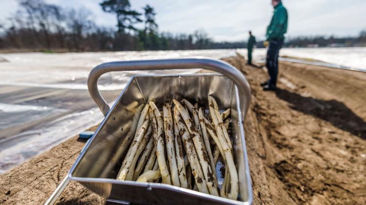 Spargel