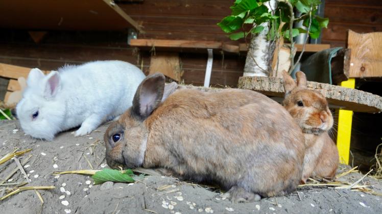 Kaninchengruppe im Gehege am fressen                             