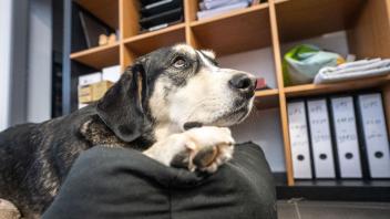 Hund Oskar im Büro