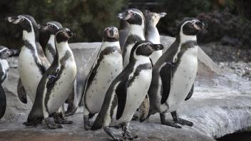Aktuell leben 24 Pinguine im Zoo Rostock. Nach zwei Jahren Pause wird nun wieder der erste Nachwuchs erwartet.