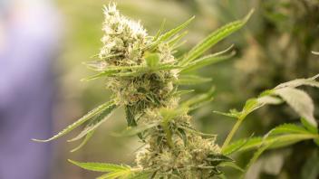 Kritik an Cannabis-Legalisierung