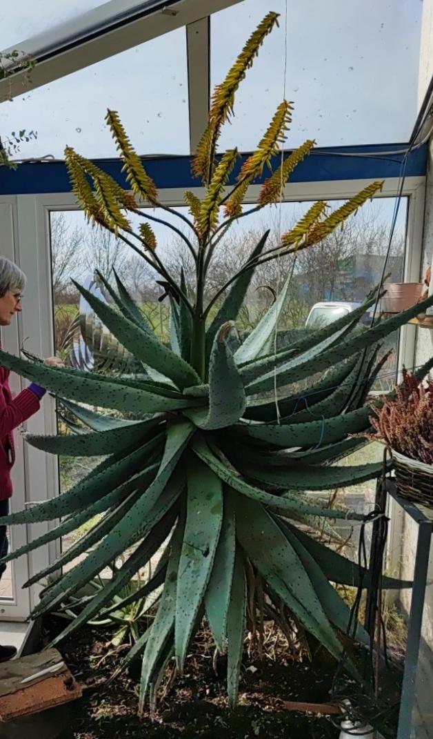 Bullenkuhlener Hingucker: Bei Familie Ihdes blht eine Aloe vera