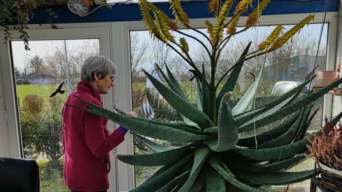 blauregen im kübel Chinesische Blauregen 'Prolific' für Pergolen