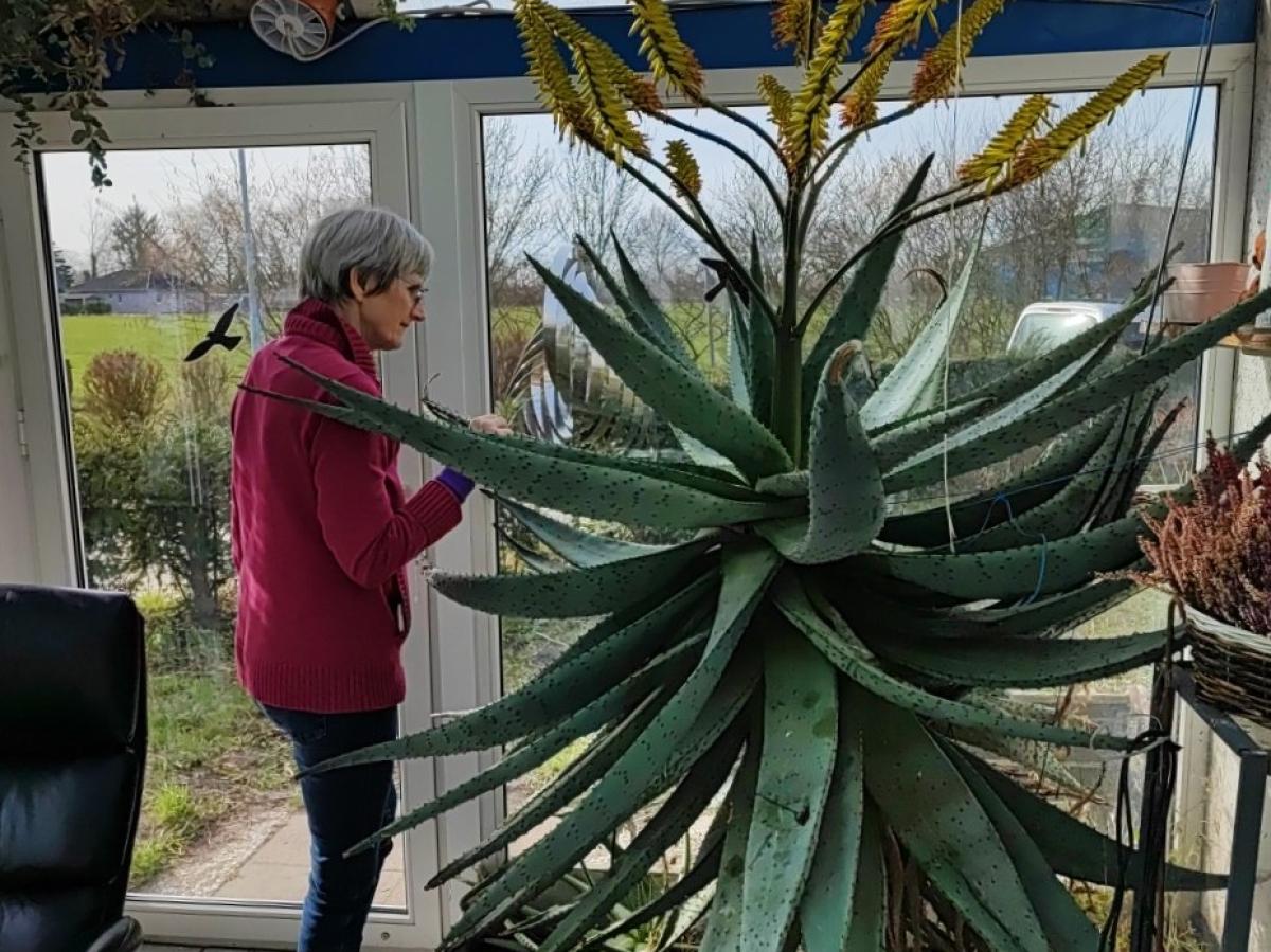 Bullenkuhlener Hingucker: Bei Familie Ihdes blht eine Aloe vera