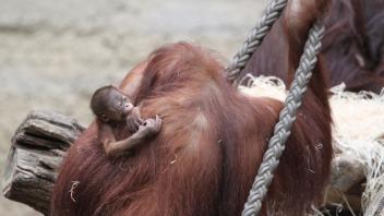 Orang-Utan-Baby