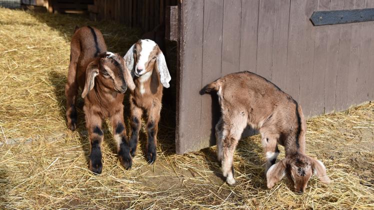 Die Zicklein haben jetzt einen eigenen Auslauf auf Casa Caprina in Crivitz