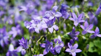 Wie bunte Kissen im Garten: Pflegetipps für Polsterstauden