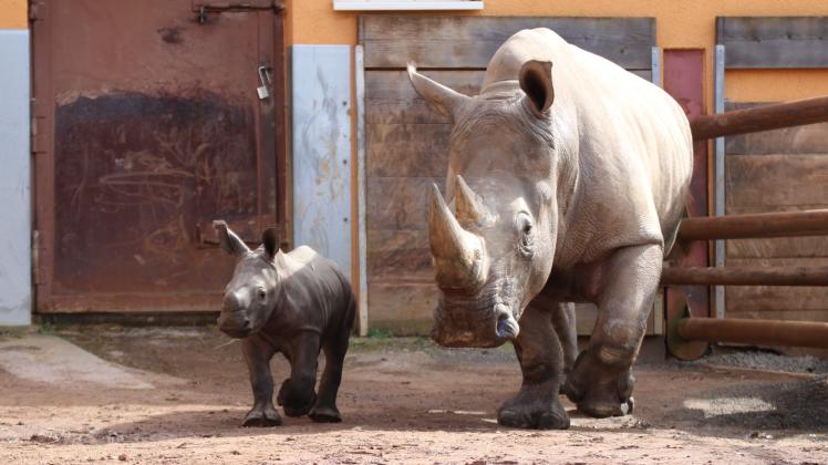 Nashorn-Nachwuchs Lisbeth mit Muttertier Amalie im Zoo Osnabrück (Mitte März 2023)