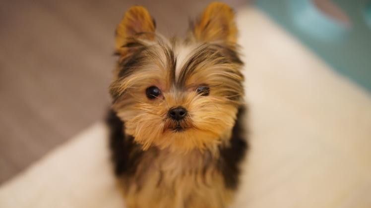 RECORD DATE NOT STATED A closeup of an adorable little Yorkshire Terrier puppy with fluffy brown fur looking at the came