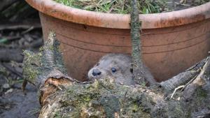 Die Fischotter-Gehege sind mit viel Liebe zum Detail eingerichtet