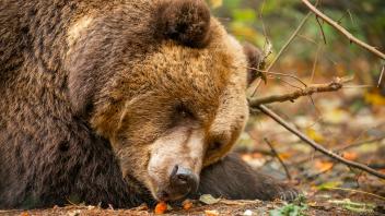 Ab Mitte März beenden Felix und die anderen Bären so langsam ihre Winterruhe. 