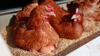 Experten rechnen zu Ostern mit hohen Eierpreisen