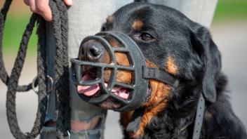 Kampfhunde