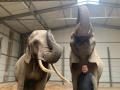 Sonni Frankello mit seinen beiden Afrikanischen Elefanten Citta und Sandra. 