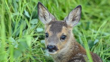 «Bambi» - ein Klischee aus dem Wald