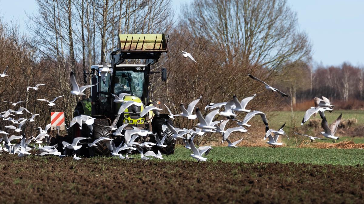 Landwirtschaft: Ruhe bewahren bei der Frühjahrsbestellung | SHZ