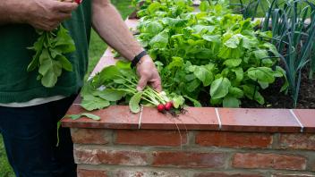 Gemüseanbau im eigenen Garten, frisch geerntete Radieschen liegen am Rand auf einem Hochbeet, Symbolfoto. Ernte von selb