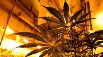 Illegaler Cannabis-Anbau in Sachsen nimmt zu