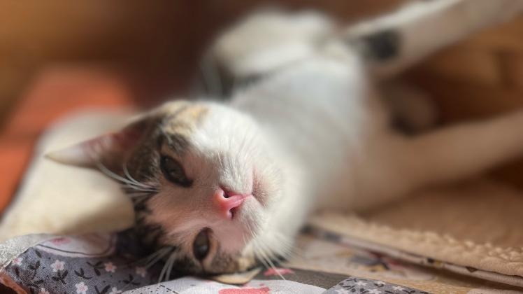 Katze