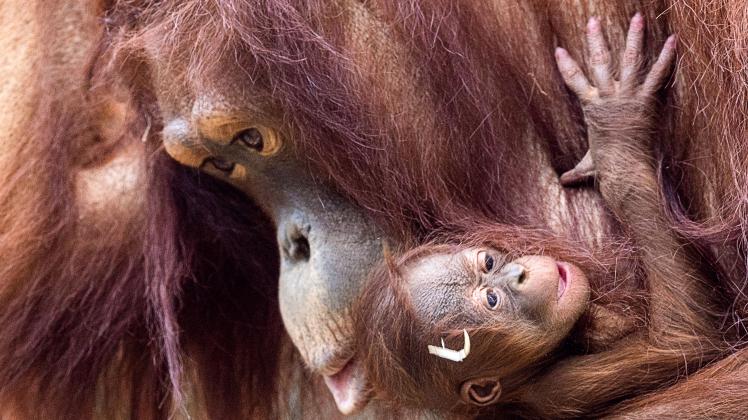 Orang-Utan-Baby im Rostocker Zoo geboren