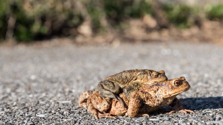 Krötenpaar wandern am Asphalt zu Feuchtgebieten - Paarungszeit *** Pair of toads walk along asphalt to wetlands mating s