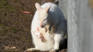Die Känguru-Mama wendet sich der Sonne zu, um ihren Nachwuchs aus dem Beutel zu locken.