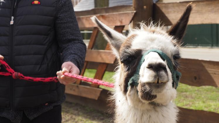 Alpaka Rüdi blickt gelassen in die Kamera.
