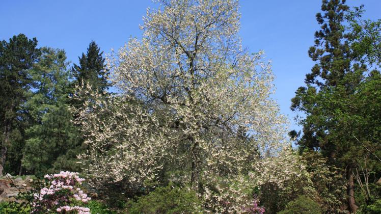 Botanischer Garten Rostock