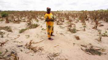 Dürre in Afrika