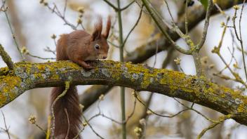 Eichhörnchen (Sciurus vulgaris), sitzt im Baum, Niederösterreich, Österreich, Europa *** Squirrel Sciurus vulgaris , sit