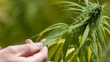 Überarbeitete Pläne für Cannabis-Legalisierung