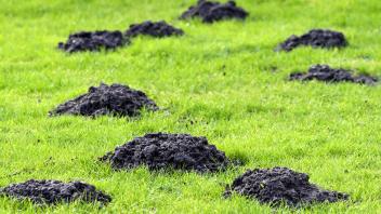 Maulwurfshügel in einem Vorgarten *** Mole mound in a front garden