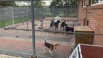 Hunde im Zwinger im Tierheim Stapelmoor