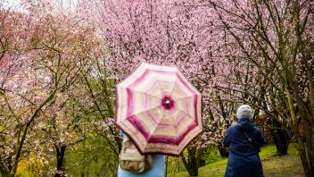 Kirschblütenfest in Berliner Gärten der Welt